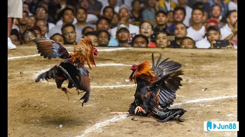 Chân gà không xác ngược