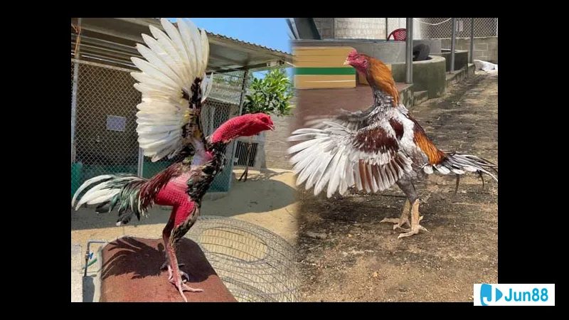 Minh họa cho Hiểu tính cách từng con