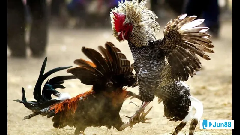 Ưu điểm và nhược điểm của các lối