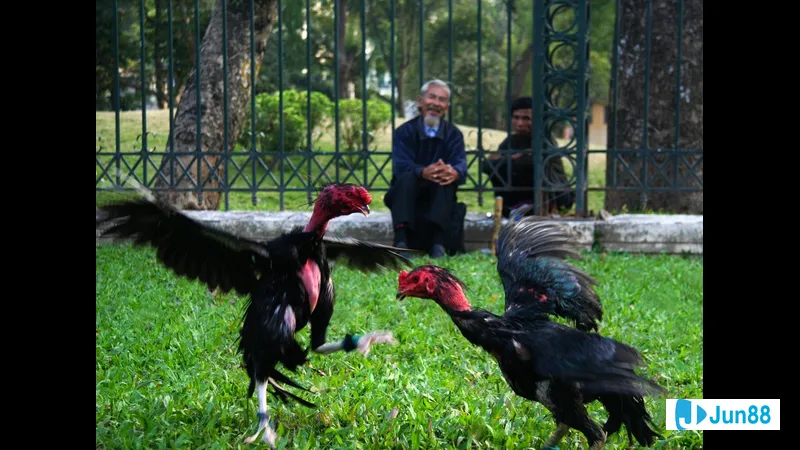 Nhược điểm thể hiện rõ trên ảnh