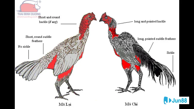 Minh họa cho Thử nghiệm và điều chỉnh