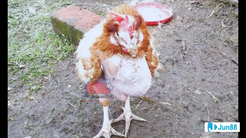 Gà đá tập luyện