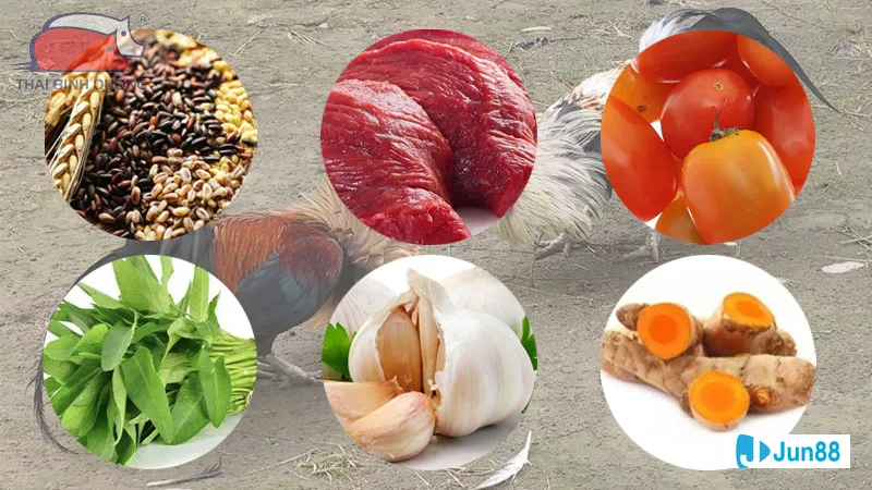 Khu vực nuôi gà sạch sẽ