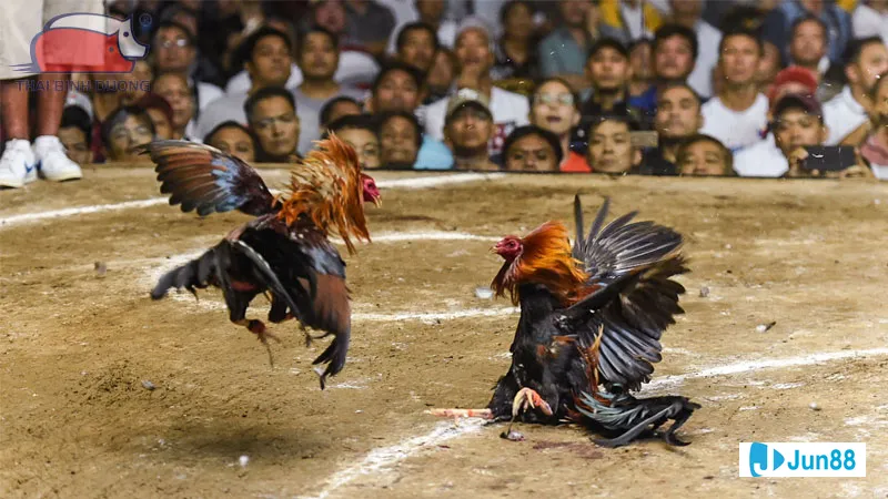 Dinh dưỡng hợp lý