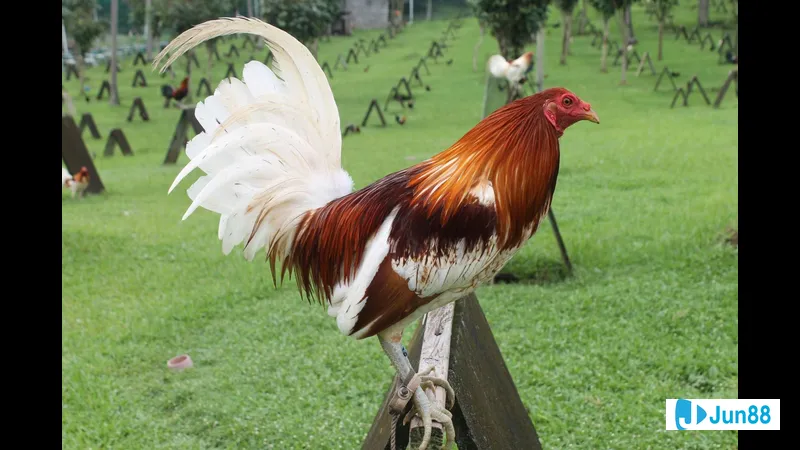 Gà đá Mỹ được chăm sóc sức khỏe