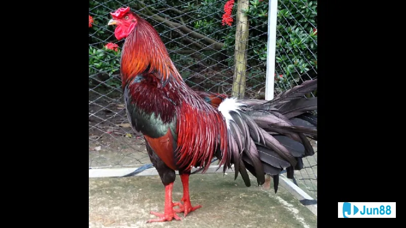 Dinh dưỡng cho gà đá Mỹ cựa sắt