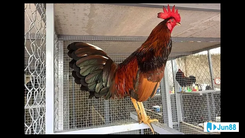 Gà đá Mỹ cựa sắt trong chuồng nuôi